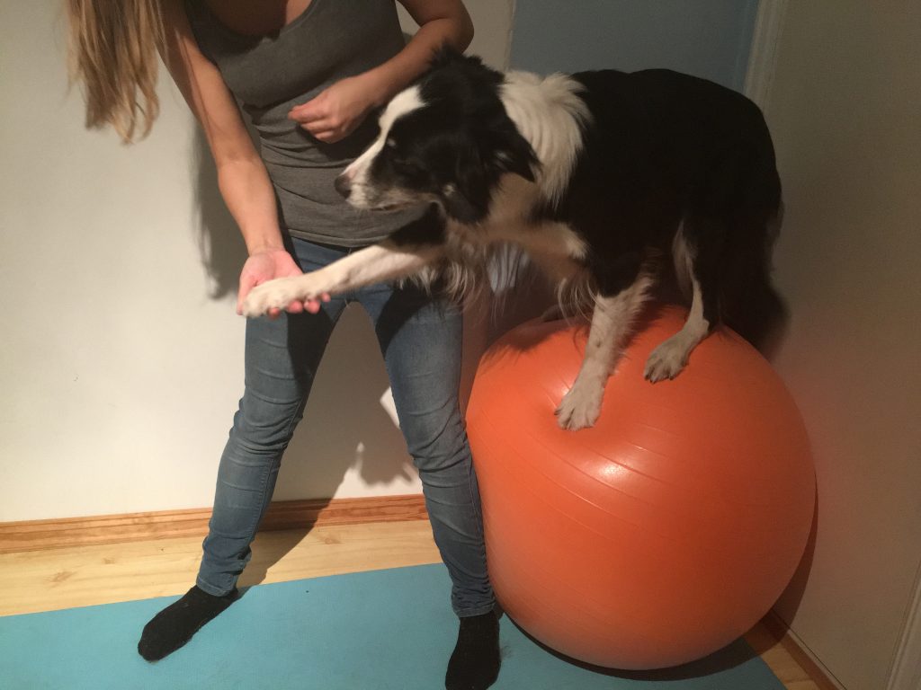 strength training dogs