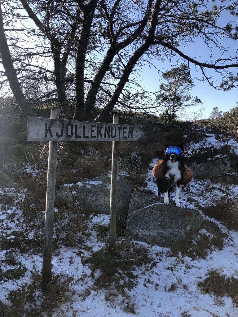 Border Collien Zen på vei til Kjøllenuten