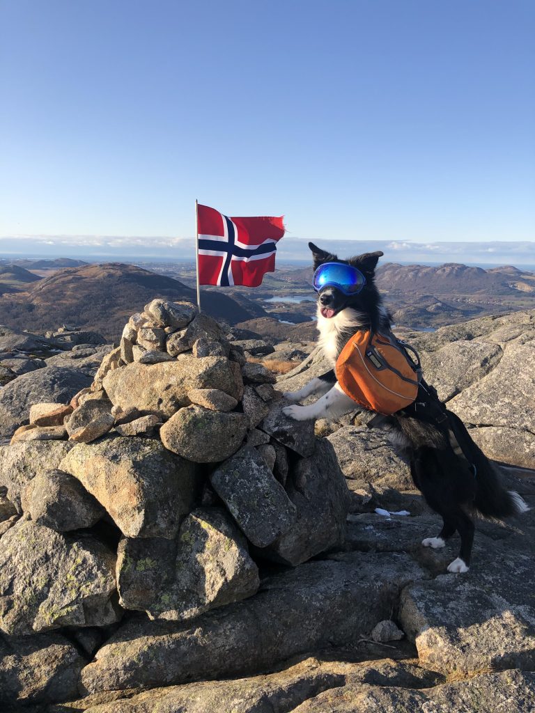 Border Collien Zen med RexSpecs briller på toppen av Kjøllenuten med Norgesflagg