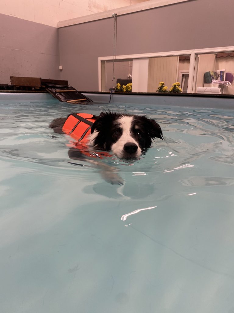 bella senior dog swimming indoor dog pool